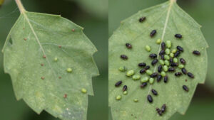 Preventing and managing pest infestations in trees and plants