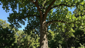 Promoting Healthy Northern Red Oak Growth