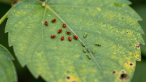 Protecting plants from spider mites infestation