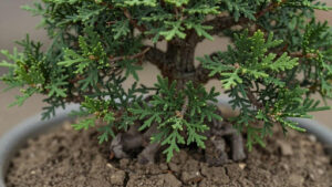 Signs Your Juniper Bonsai Needs Water