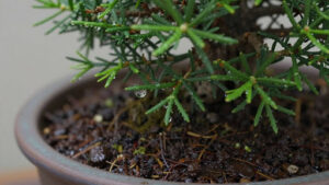 The Dangers of Overwatering Juniper Bonsai
